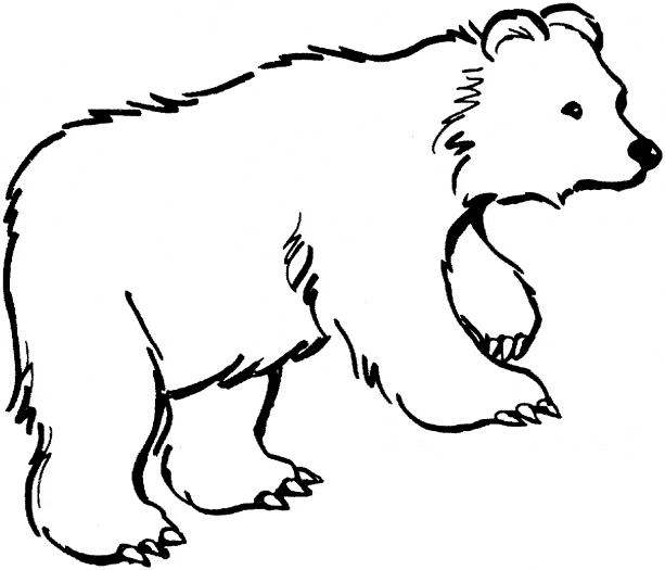 free Kermode Bear coloring page