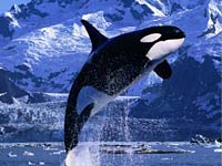 Killer Whale image