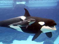 Killer Whale picture