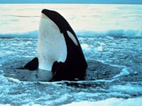 Killer Whale image