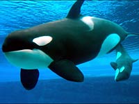 Killer Whale image