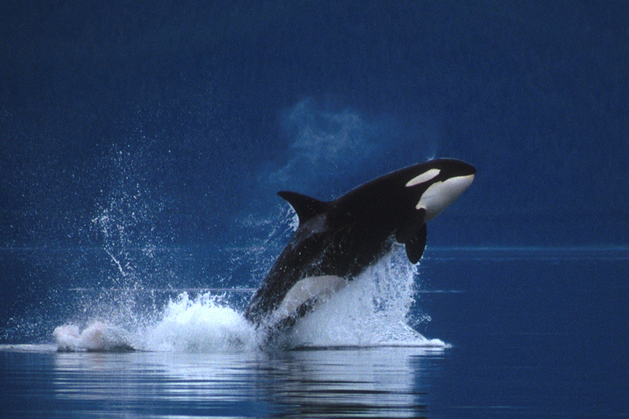 free Killer Whale (Orca)  wallpaper wallpapers download