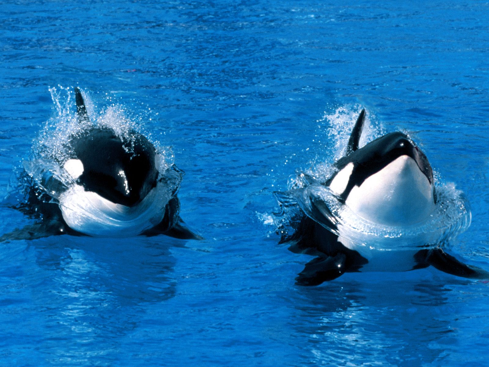 free Killer Whale (Orca) desktop wallpaper wallpapers Desktop and Mobile