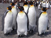 King Penguin image