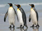 free king penguin wallpaper
