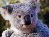 Koala image