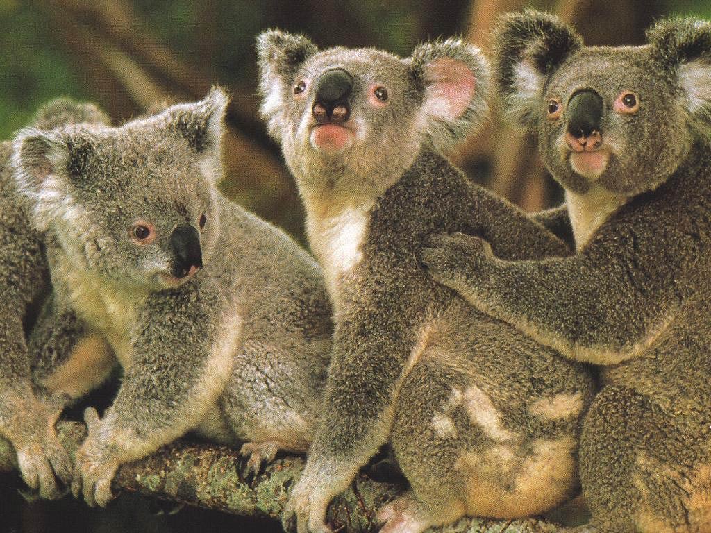 free Koala wallpaper wallpapers and background