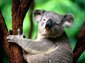koala desktop wallpaper