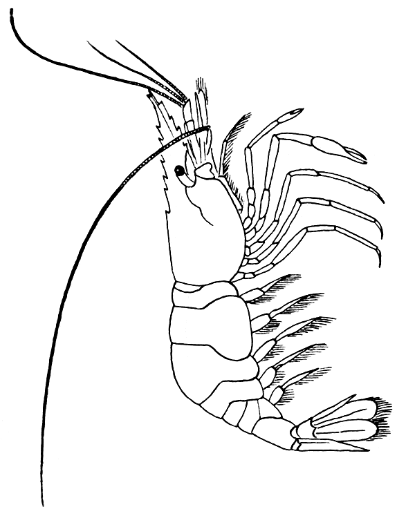 free Krill coloring page