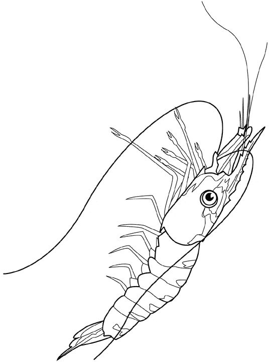 free Krill coloring page