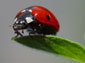 Ladybug desktop wallpaper