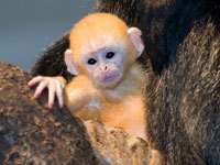 Langur image