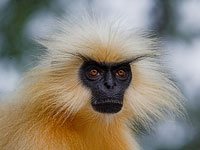 Langur image