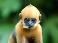 Langur image