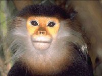 Langur photo