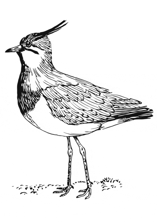free Lapwing coloring page