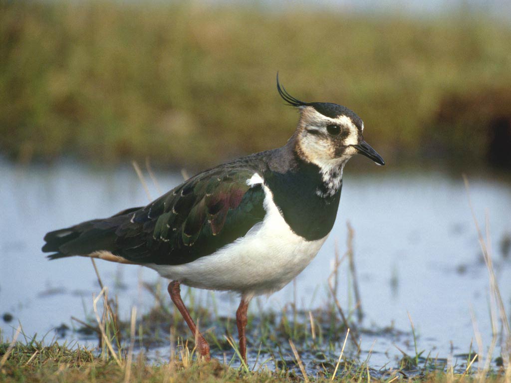 free Lapwing wallpaper wallpapers download