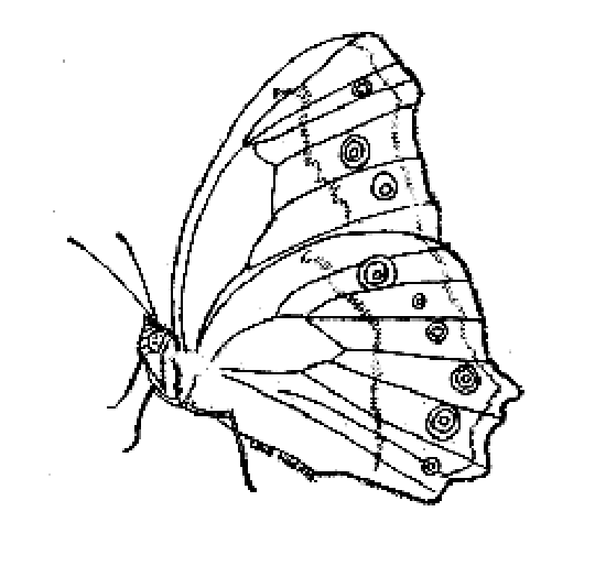 Leafwing coloring page - Animals Town - animals color sheet - Leafwing