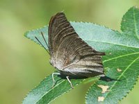 Leafwing image
