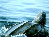 Leatherback Sea Turtle picture