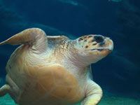 Leatherback Sea Turtle picture