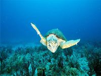 Leatherback Sea Turtle picture