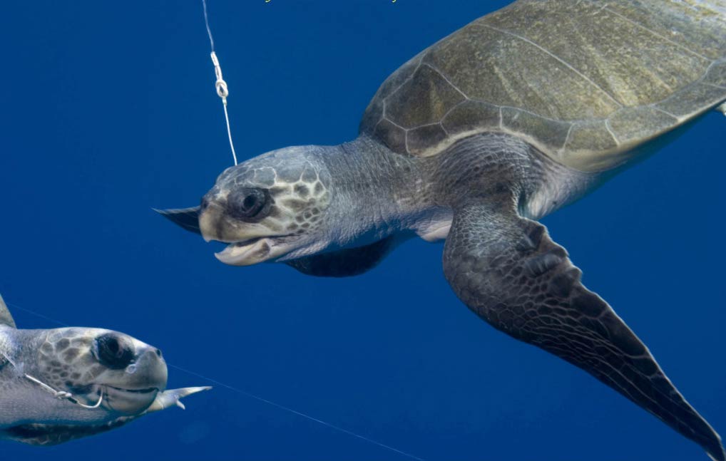 free Leatherback Sea Turtle wallpaper wallpapers download