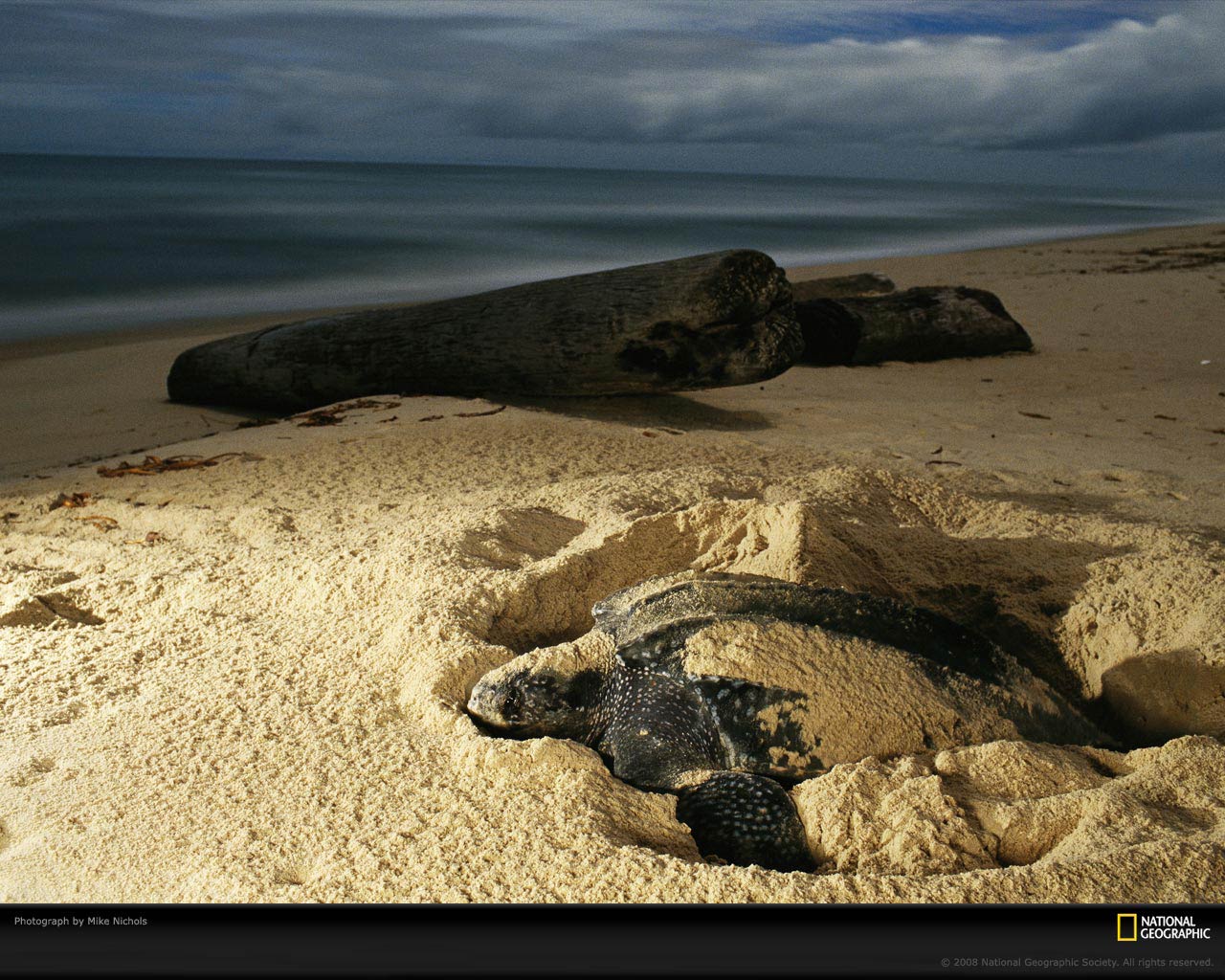 free Leatherback Sea Turtle wallpaper wallpapers and background
