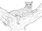 leopard color page