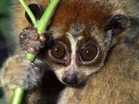 Loris image