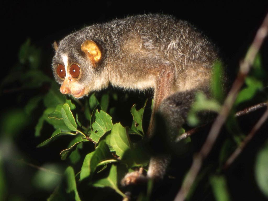 free Loris wallpaper wallpapers and background