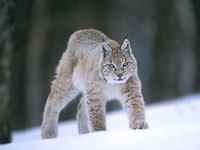 Lynx image