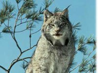 Lynx image