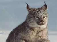 Lynx image