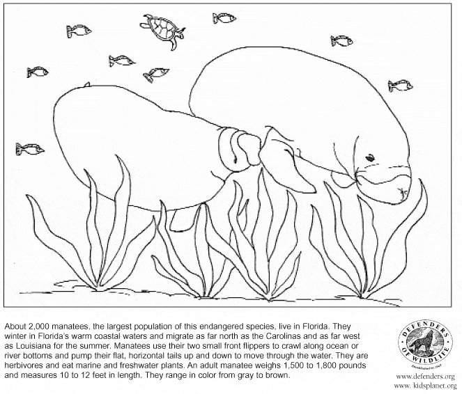 free Manatee coloring page