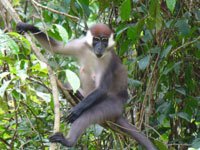 Mangabey image