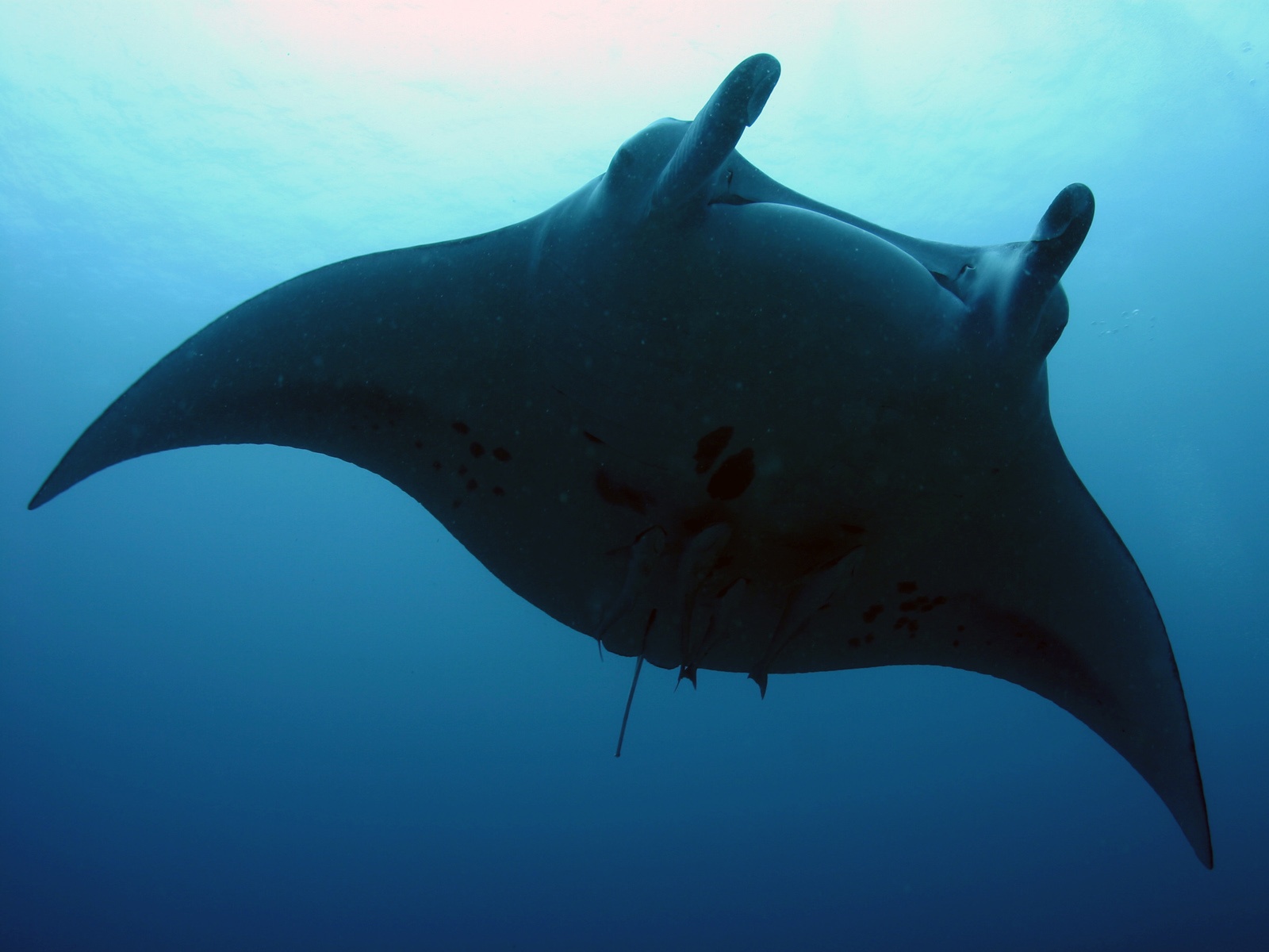 free Manta Ray wallpaper wallpapers and background