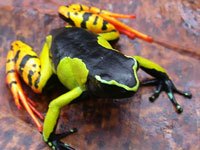 Mantella Frog image