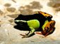 Mantella Frog wallpaper