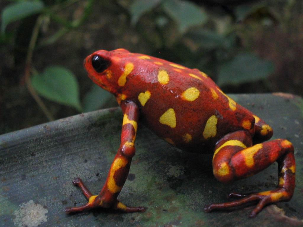 free Mantella Frog wallpaper wallpapers download