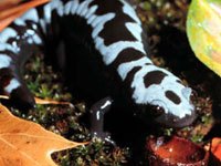 Marbled Salamander image