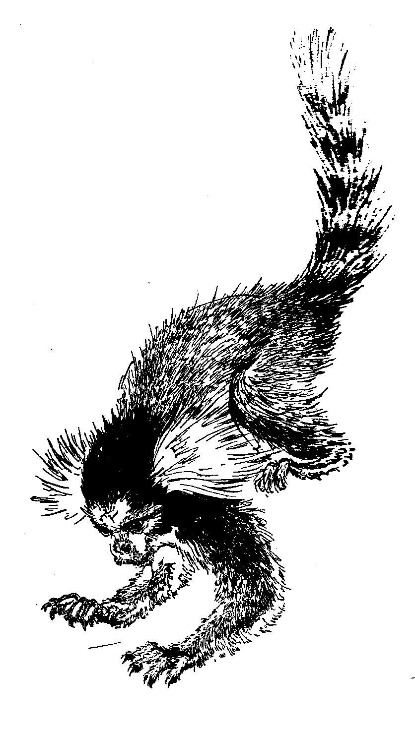 free Marmoset coloring page