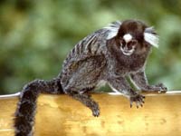 Marmoset 