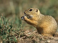 Marmot picture