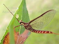 Mayfly picture