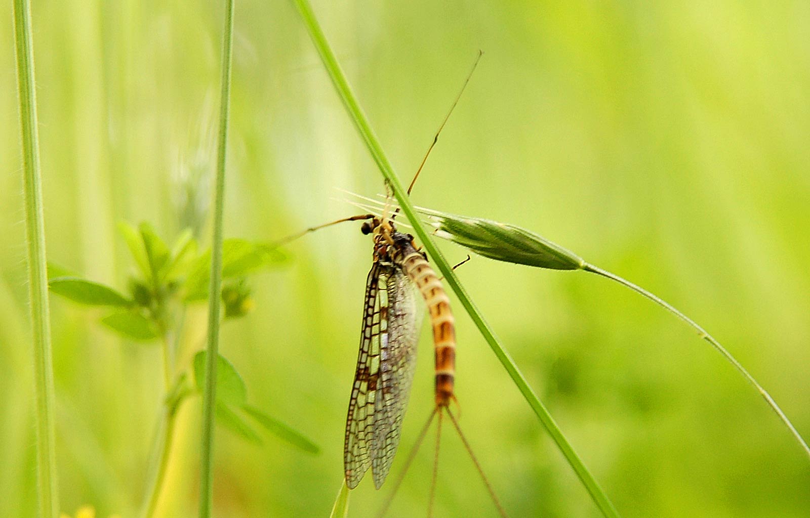 free Mayfly wallpaper wallpapers and background