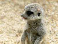 Meerkat picture