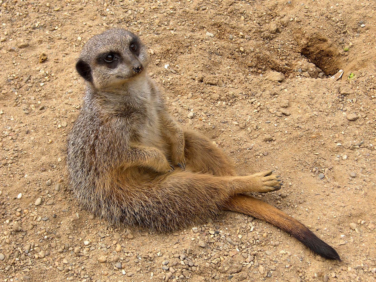 free Meerkat wallpaper wallpapers download