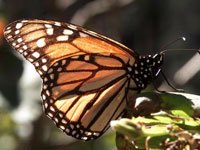 Monarch Butterfly image