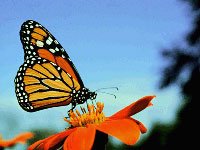 Monarch Butterfly picture